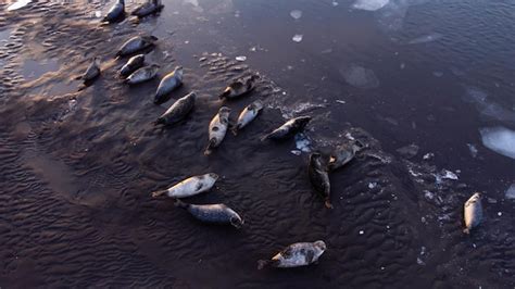 Premium Photo | Sea lions, animal in natural environment. iceland ...