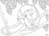 Northern Tamandua On A Tree coloring Page  Free Printable Coloring Pages sketch template
