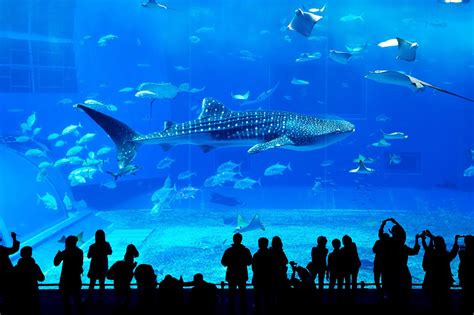 Georgia aquarium cost to build - kobo building