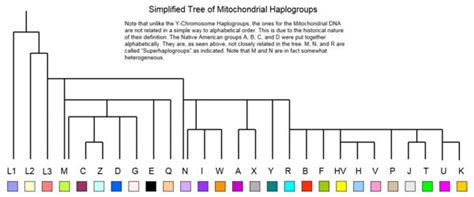 Major Y-DNA and mtDNA Haplogroups