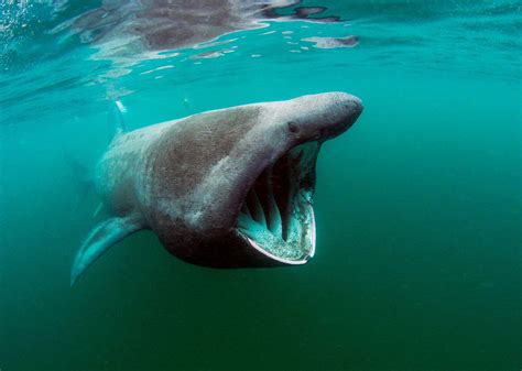 Basking Shark Widescreen Wallpapers 19135 - Baltana