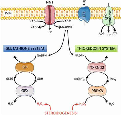 Regulation of Adrenal Steroidogenesis | Oncohema Key