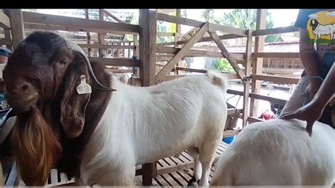 Boer goat crosses with boer goat in boer goat farm | Boer goats farm ...