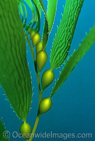 Giant Kelp (Macrocystis pyrifera) showing detail of Gas filled floats ...