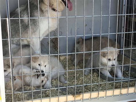 Animal Shelter Needs Volunteers To Cuddle 'Wolfdog' Puppies