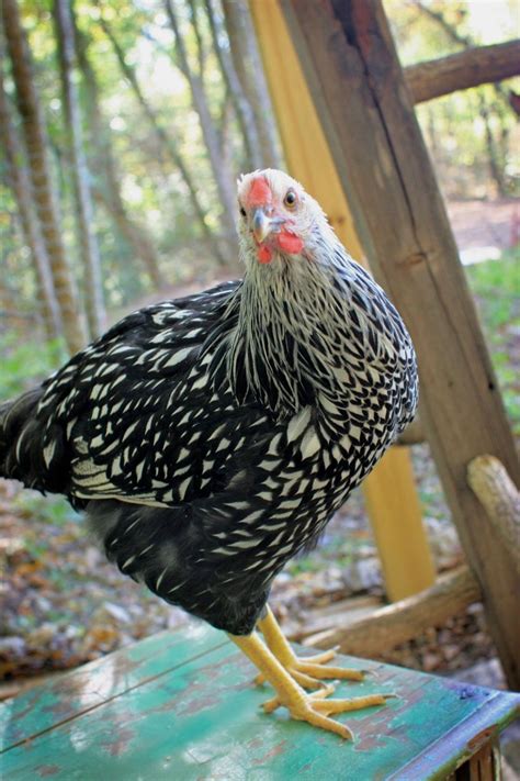 Murray McMurray hatchery??????? | Page 34 | BackYard Chickens - Learn How to Raise Chickens