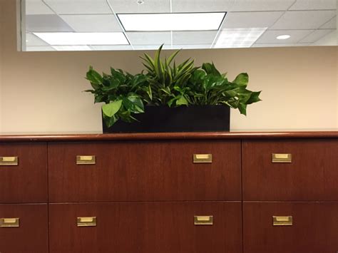 Office Plants - Just Plant Designers, Inc.