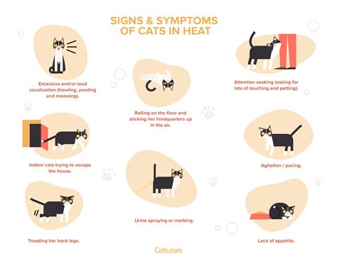 Cat in Heat (Estrus Cycles): Signs, Symptoms, and Care - Cats.com