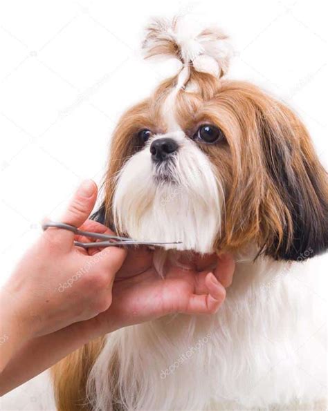 10 Cara Grooming Anjing Sendiri Bagi Pemula - ArenaHewan.com