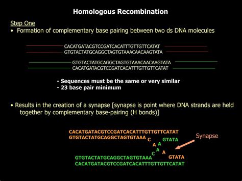 PPT - Genetic Recombination PowerPoint Presentation, free download - ID ...