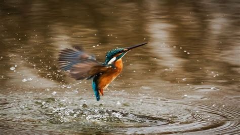 Martín pescador, Guia de Fauna. RutaChile, Aves en CHILE