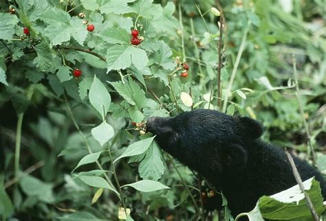 Asiatic Black BEAR eating berries (Selenarctos thibetanus) (Photos Prints,...) #14172330