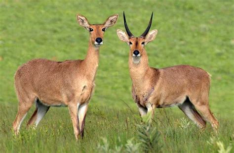 Dyed Reedbuck hides