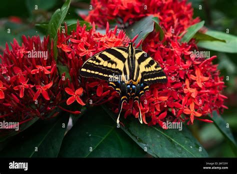 Pacific Science Center Butterfly Stock Photo - Alamy