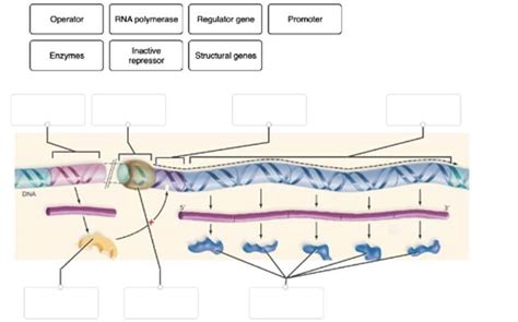 (Solved) - Correctly label the following components of the trp operon ...