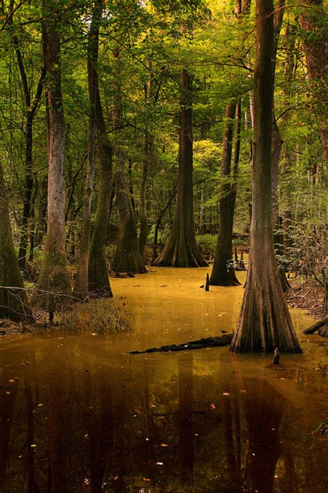 AllTrails Journal – Congaree National Park