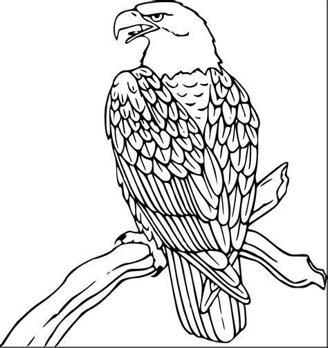 Baby Eagle Drawing at GetDrawings | Free download