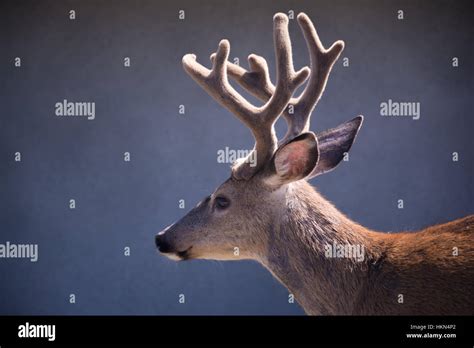 Sitka Blacktail deer with velvet antlers Stock Photo - Alamy