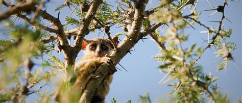 Lesser Bush Baby | African Wildlife Foundation