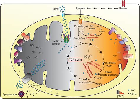 Frontiers | The Mitochondrial Ca2+ Uptake and the Fine-Tuning of Aerobic Metabolism