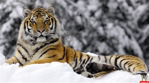 Bengal and Siberian Tiger Facts and Conservation Efforts | Owlcation