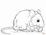 Coloring Pictures Of Mice  Team sketch template