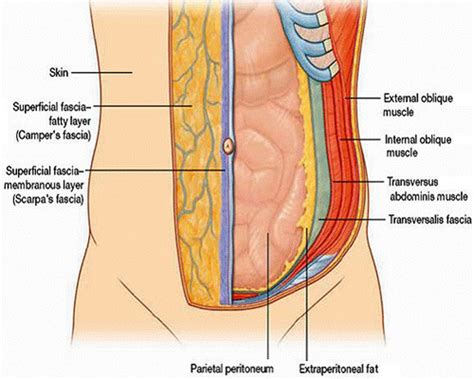 Muscles of the Abdominal Wall Flashcards | Quizlet