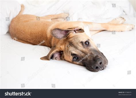 Cute Great Dane Puppy Sleeping Owners Stock Photo 97388975 - Shutterstock