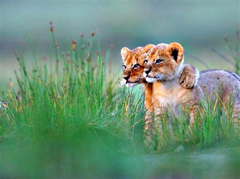 Lion Cubs facts: Lion Cubs