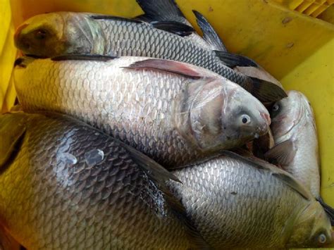 Catla Fish, for Cooking, Style : Fresh at Rs 150 / Kilogram in Mumbai | Aahil Fisheries