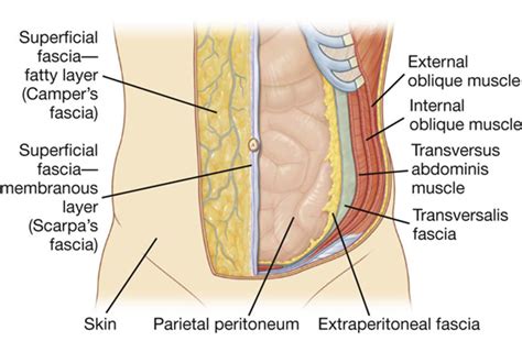 Abdomen | Basicmedical Key