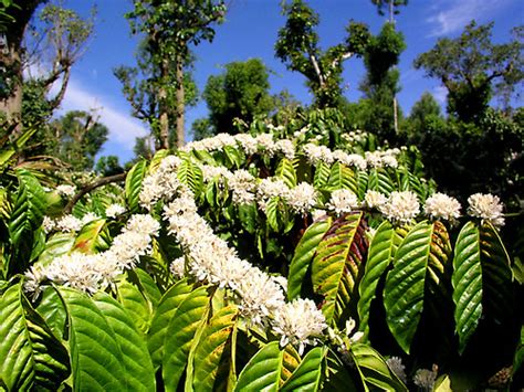 Coffee flowers | Coffee plant in full bloom. | Brock | Flickr