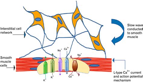 Diagrammatic representation of the interstitial cells of Cajal (ICC ...