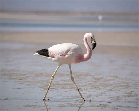 Andean Flamingo - Facts, Diet, Habitat & Pictures on Animalia.bio