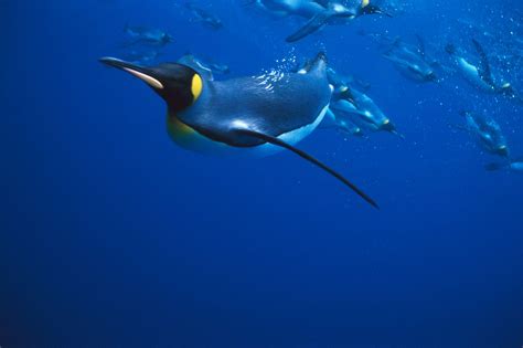 How did birds like penguins evolve into some of the world's best ...