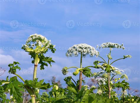 cow parsnip blossoms on blue sky background 14940875 Stock Photo at ...