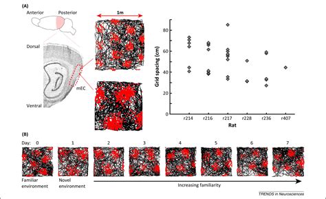 What do grid cells contribute to place cell firing?: Trends in Neurosciences