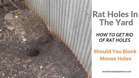 What Do Rat Holes Look Like In Your Yard - A Pictures Of Hole 2018