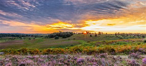 The Best New Forest Autumn Walks – New Forest Cottages Blog