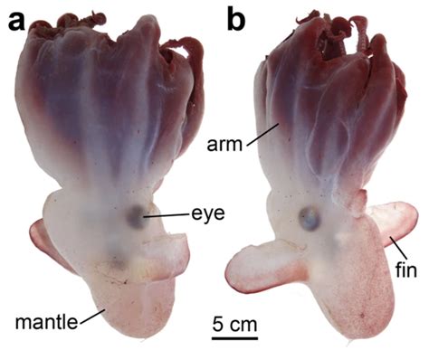 Marine biologists identify new species of ‘Dumbo’ octopus that lives 7 ...