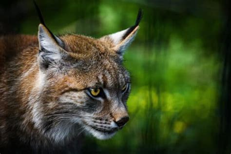 What Do Lynx Eat? Feeding Preferences And Diet Explained