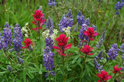 Colorado Wildflowers Photograph by Lynn Bauer