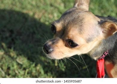 Black Tan Teacup Chihuahua 0055 Stock Photo 1455935687 | Shutterstock