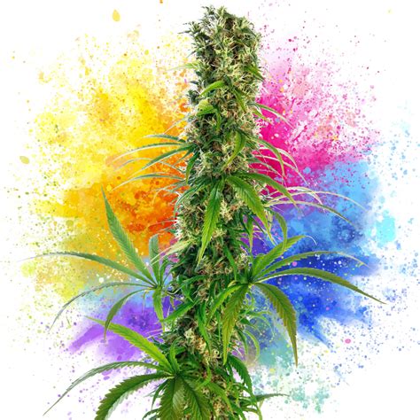 11 Best Cannabis Strains for Creativity - Sensi Seeds