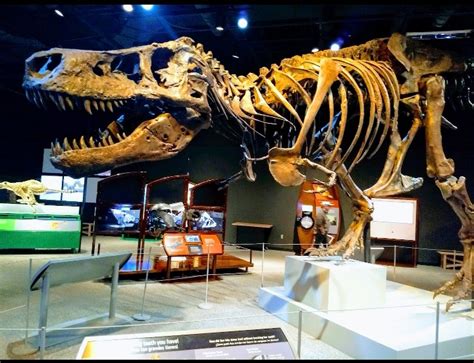 Tyrannosaurus exibition in the Science Museum by NostalgiaNeo97 on DeviantArt