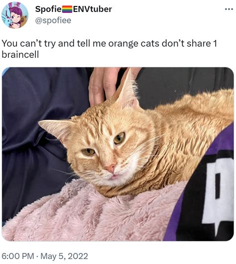 You can’t try and tell me orange cats don’t share 1 braincell | Orange Cat Behavior | Know Your Meme