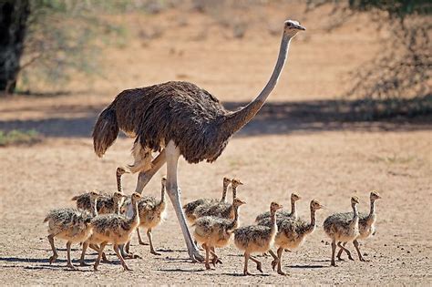 10 Iconic Animals That Live Only In Africa - WorldAtlas