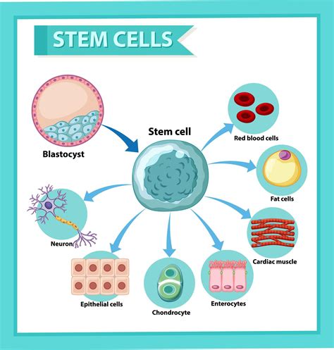 Information poster on human stem cell. Educational content. 1426708 ...