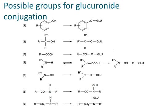 PPT - Phase-II Drug Metabolism PowerPoint Presentation, free download ...