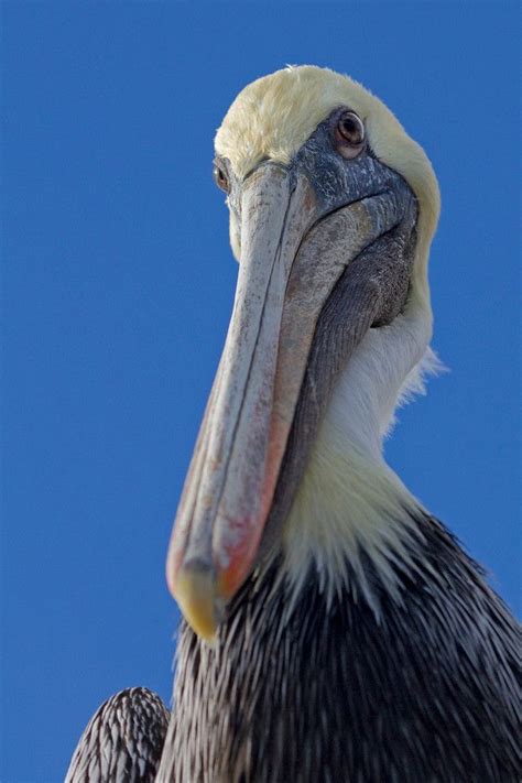 Pelican | Shoebill, Pelican, Beautiful birds